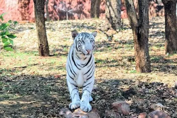 Tirupati Zoo| సమీర్ జీవిత సమరం ఆగింది..! Tirupati Zoo| సమీర్ జీవిత సమరం ఆగింది..!