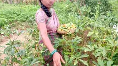 సేద్యంలో వైవిద్యం శ్రీవరి సాగు విధానం..