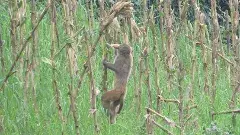 తెలంగాణ కోతుల బెడదకు హిమాచల్ వైద్యం