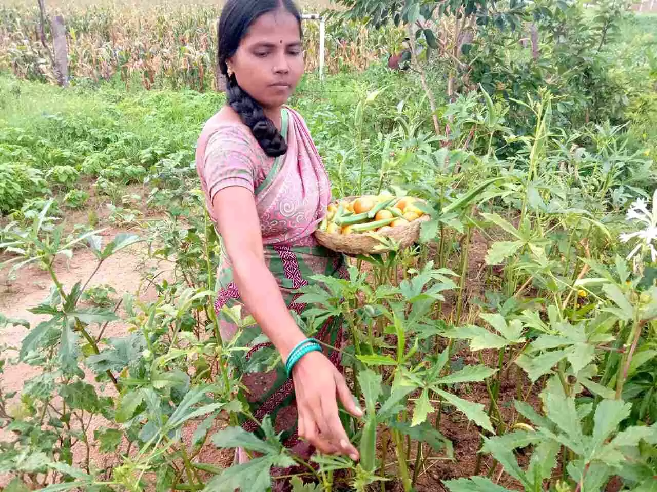 సేద్యంలో వైవిద్యం శ్రీవరి సాగు విధానం.. సేద్యంలో వైవిద్యం శ్రీవరి సాగు విధానం..