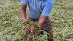 మీ పంట నీట మునిగిందా..అయితే ఇలా చేయండి