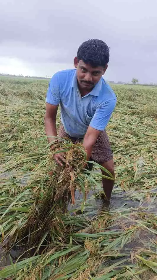 మీ పంట నీట మునిగిందా..అయితే ఇలా చేయండి మీ పంట నీట మునిగిందా..అయితే ఇలా చేయండి