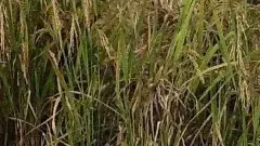 హలో, మీ పంటలు ఎలా ఉన్నాయి? మా అధికారి వచ్చి జాగ్రత్తలు చెప్పారా?