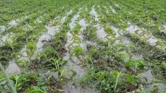 మొంథా తుపాను మిగిల్చిన విషాదమెంతో.. చిత్రమాలిక