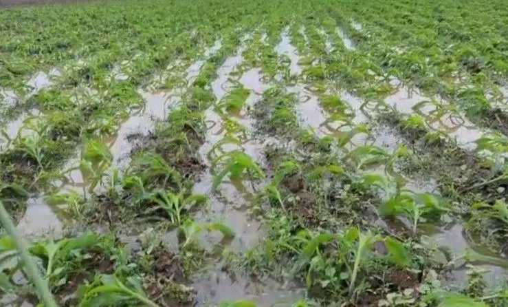 మొంథా తుపాను మిగిల్చిన విషాదమెంతో.. చిత్రమాలిక మొంథా తుపాను మిగిల్చిన విషాదమెంతో.. చిత్రమాలిక