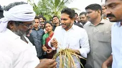 మొంథా తుపాను బాధిత రైతుల పరిస్థితి దారుణం: వైఎస్ జగన్