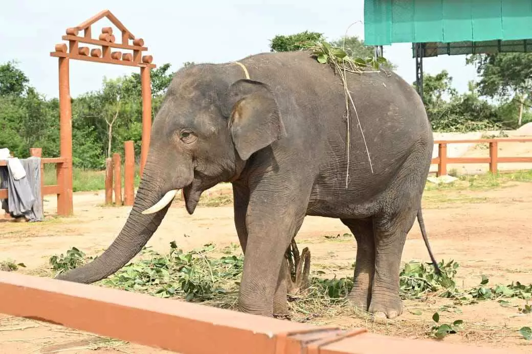Palamaneru | కుంకీల విన్యాసాలు భళా.. Palamaneru | కుంకీల విన్యాసాలు భళా..