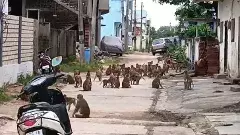 ఖానాపూర్‌లో కోతుల కిష్కింధకాండ, తరలించాలని ఉద్యమం