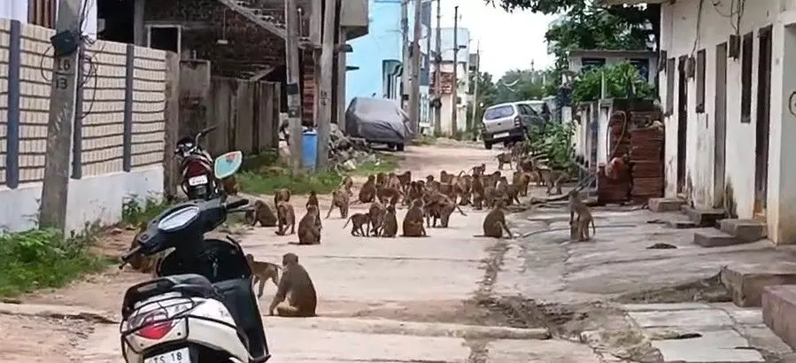 ఖానాపూర్‌లో కోతుల కిష్కింధకాండ, తరలించాలని ఉద్యమం