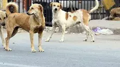 వీధి కుక్కలపై కట్టడి: హైదరాబాద్‌లో ‘డాగ్ ఫ్రీ సిటీ’ మిషన్ ప్రారంభం