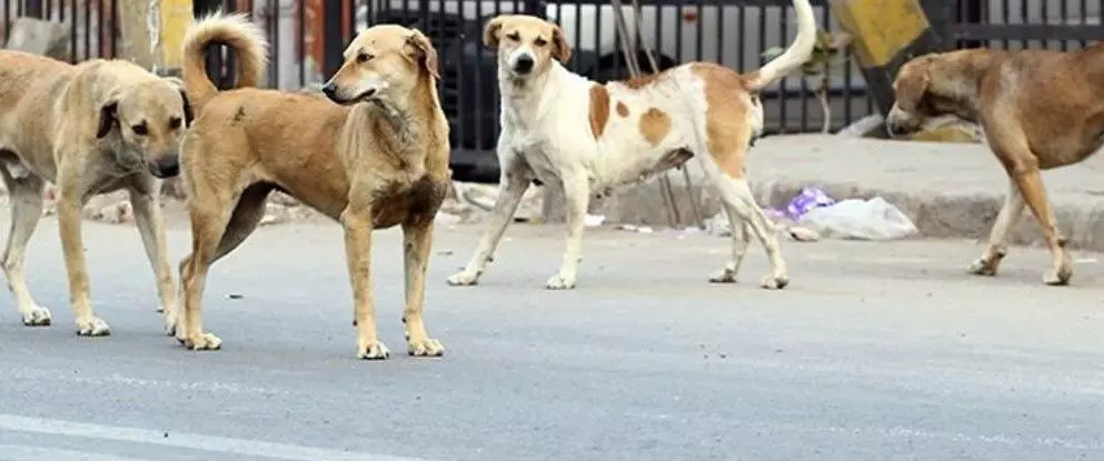 వీధి కుక్కలపై కట్టడి: హైదరాబాద్‌లో ‘డాగ్ ఫ్రీ సిటీ’ మిషన్ ప్రారంభం