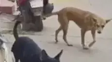 వడ్డాదిని వణికిస్తోన్న పిచ్చి కుక్క