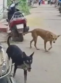 వడ్డాదిని వణికిస్తోన్న పిచ్చి కుక్క వడ్డాదిని వణికిస్తోన్న పిచ్చి కుక్క