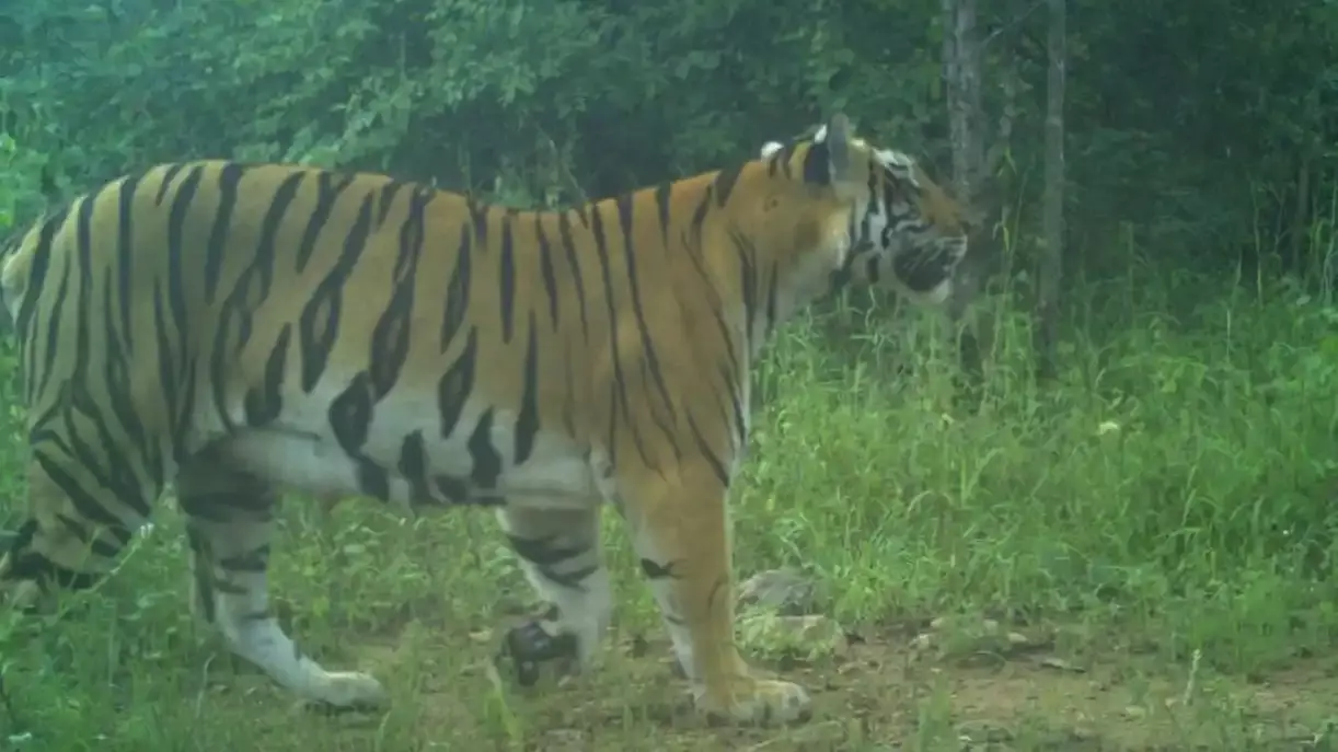 టైగర్ ఎస్టిమేషన్‑2026: అడవుల్లో పులుల గణనకు వాలంటీర్లు