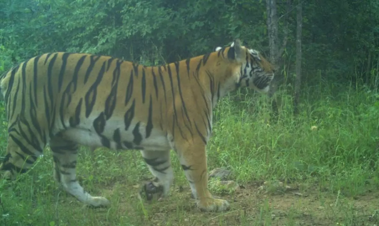 టైగర్ ఎస్టిమేషన్‑2026: అడవుల్లో పులుల గణనకు వాలంటీర్లు