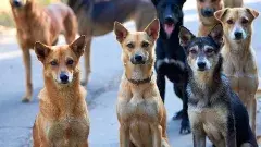 మునిసిపాలిటీల్లో మొదలైన వీధి కుక్కల వేట