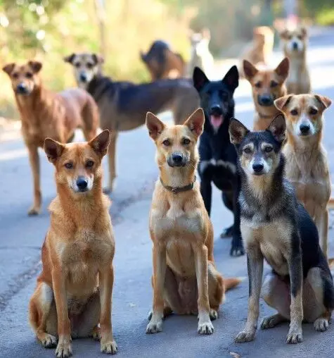 మునిసిపాలిటీల్లో మొదలైన వీధి కుక్కల వేట మునిసిపాలిటీల్లో మొదలైన వీధి కుక్కల వేట