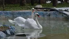 హైదరాబాద్ జూ కు దుబాయ్ ఎన్ఆర్ఐ హంసల బహుమతి