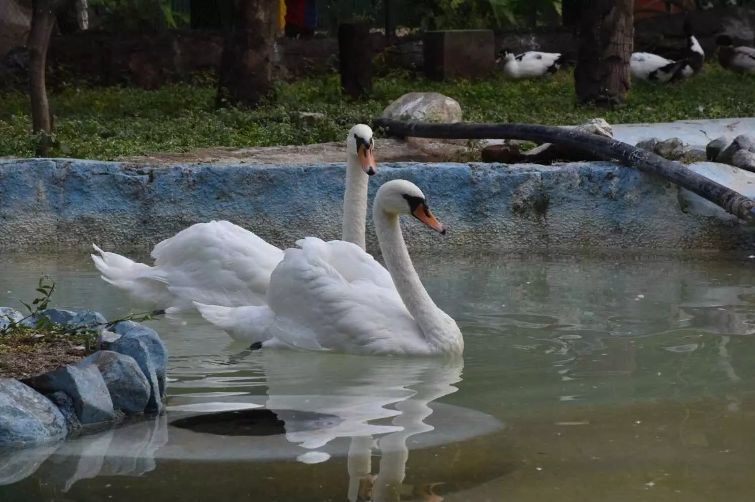 హైదరాబాద్ జూ కు దుబాయ్ ఎన్ఆర్ఐ హంసల బహుమతి