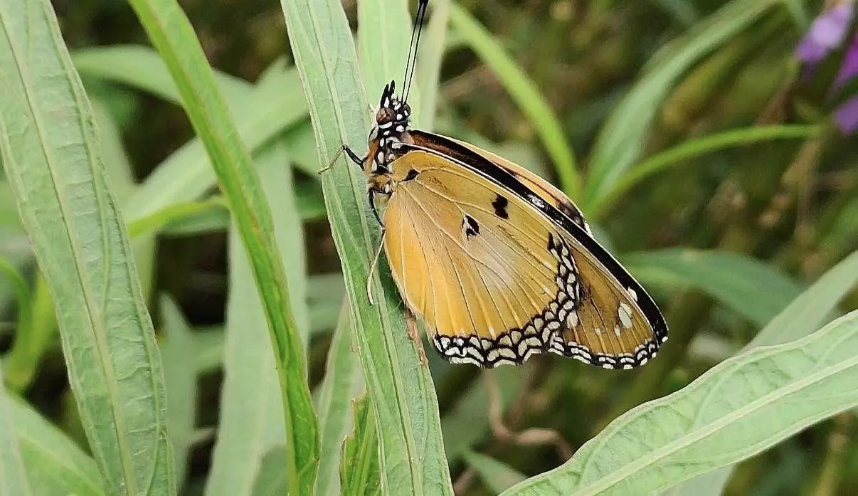 సీతాకోక చిలుకల సందడి : తెలంగాణ అభయారణ్యంలో జీవవైవిధ్యానికి కొత్త వెలుగు సీతాకోక చిలుకల సందడి : తెలంగాణ అభయారణ్యంలో జీవవైవిధ్యానికి కొత్త వెలుగు