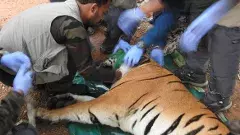 కూర్మాపురం పులి ఘటన సందేశం ఏమిటి?