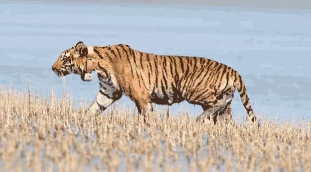 రేడియో కాలర్ తిరుగనున్న తెలంగాణ పులి