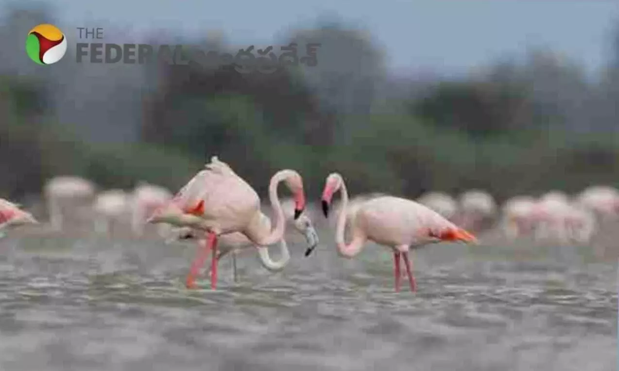 Flamingo Festival | పులికాట్ సరస్సు వద్ద జనవరిలో సందడే.. సందడి..