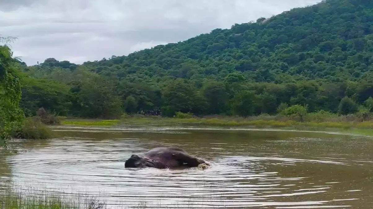 Exclusive | ఓ అడవి ఏనుగు అరణ్యరోదన.. 24 గంటలు నరకయాతన