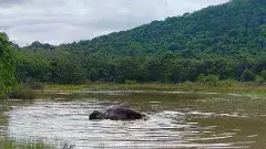 Exclusive | ఓ అడవి ఏనుగు అరణ్యరోదన.. 24 గంటలు నరకయాతన