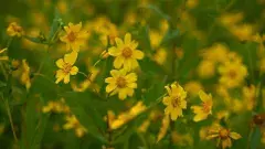 అరకులో ప్రతీ రైతు పండిస్తున్న పంట!