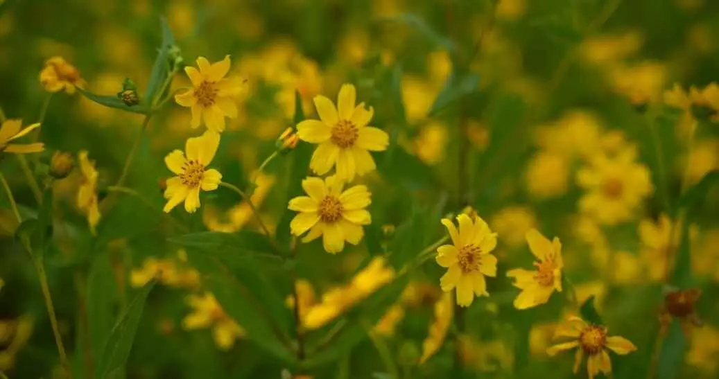 అరకులో ప్రతీ రైతు పండిస్తున్న పంట! అరకులో ప్రతీ రైతు పండిస్తున్న పంట!