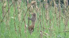 కోతుల సమస్యకు టెక్ సొల్యూషన్: ఎంపీ కొండా వ్యూహం హైలైట్