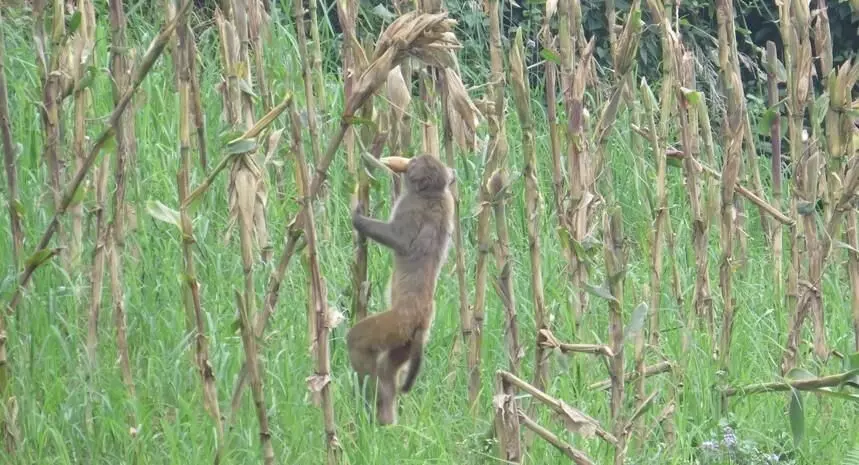 కోతుల సమస్యకు టెక్ సొల్యూషన్: ఎంపీ కొండా వ్యూహం హైలైట్
