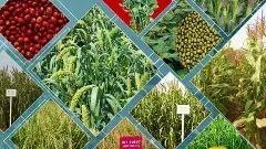 జినోమ్ ఎడిటింగ్ పంటలపై మీడియాకున్న పరిజ్ఞానం ఎంత?