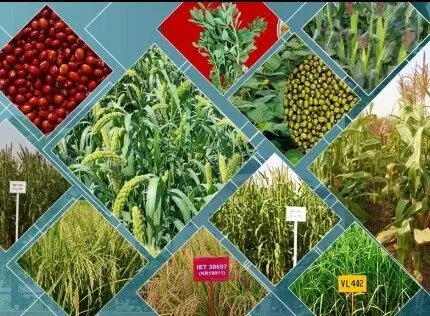 జినోమ్ ఎడిటింగ్ పంటలపై మీడియాకున్న పరిజ్ఞానం ఎంత?