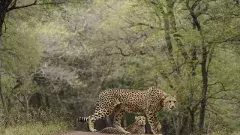 Project Cheetah: భారత గడ్డపై మళ్లీ చీతాల సంచారం