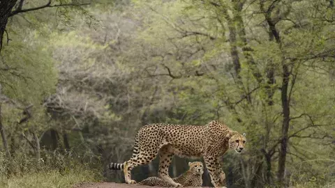 Project Cheetah: భారత గడ్డపై మళ్లీ చీతాల సంచారం