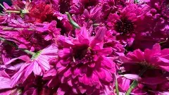 వెంటాడే పూల సంబరం, విజయవాడ పూల మార్కెట్