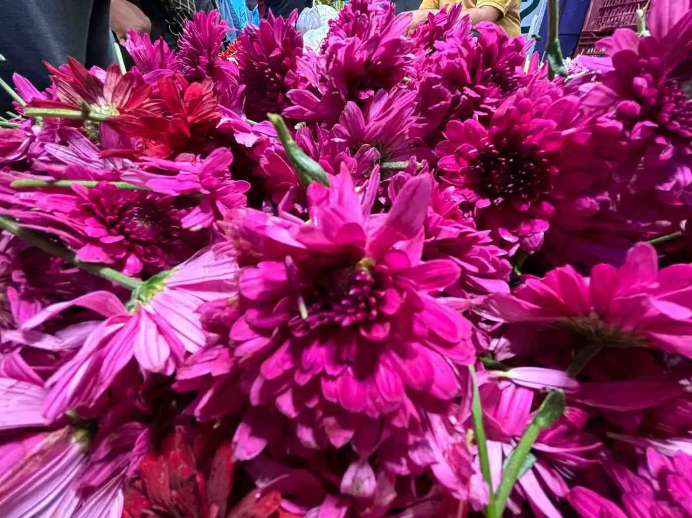 నీ పూజ కోసం పొద్దున్నే మా తోటకెళ్లి పూలు తెచ్చాను ప్రభూ!