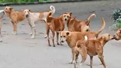 వెంటాడిన వీధి కుక్కలు..స్పాట్లోనే వ్యక్తి మృతి