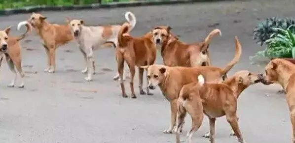 వెంటాడిన వీధి కుక్కలు..స్పాట్లోనే వ్యక్తి మృతి వెంటాడిన వీధి కుక్కలు..స్పాట్లోనే వ్యక్తి మృతి