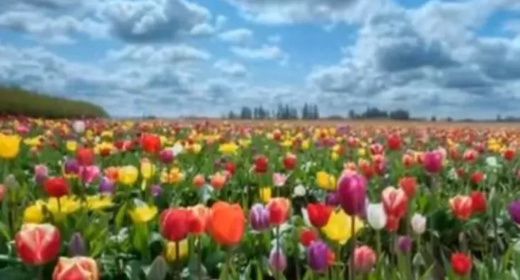 కడియపులంకల్లో పూల కోలాహలం!