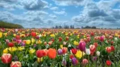 కడియపులంకల్లో పూల కోలాహలం!