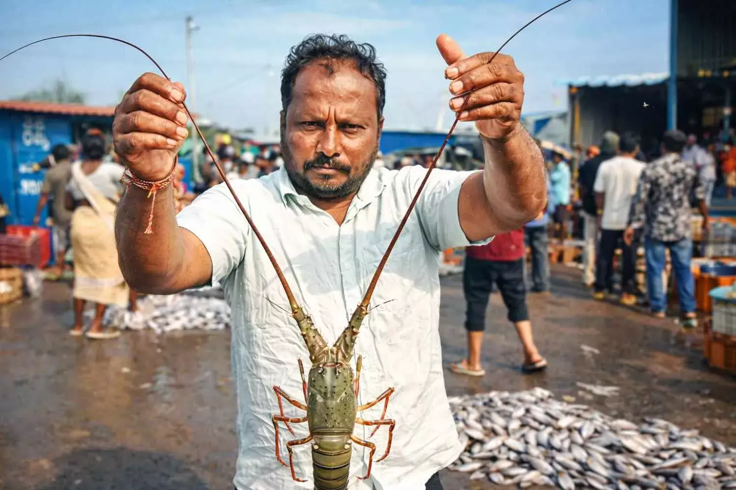 అబ్బబ్బా… ఈ రొయ్య మీసాలు చూడండి, ఎంతపొడవో!