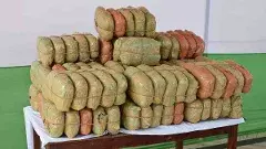 వామ్మో..ఎంత గంజాయో చూడండి..ఎక్కడంటే