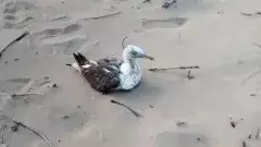 పక్షిపై చైనా జీపీఎస్ ట్రాకర్ గుర్తింపు