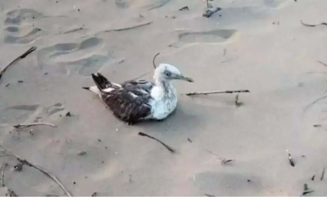 పక్షిపై చైనా జీపీఎస్ ట్రాకర్ గుర్తింపు పక్షిపై చైనా జీపీఎస్ ట్రాకర్ గుర్తింపు