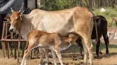 అందని వైద్యం.. అల్లాడుతున్న మూగజీవం