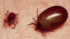 ఏపీని వణికిస్తున్న స్క్రబ్ టైఫస్..ఈ ఏడాది 22 మంది మృతి