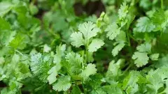 వ్యవసాయ ఉత్పత్తులకు ఎగుమతి కేంద్రంగా బెంగళూర్